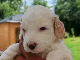 Super lækre Cockerpoo  - 5