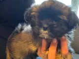 Nuttet Lhasa apso han hvalp - 3