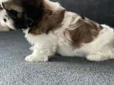 Shih Tzu hvalpe  - 5