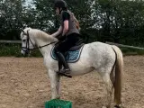 Billig pony