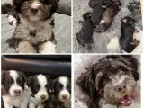 Bichon Havanais - AVL