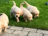Ægte Golden Retriever - 3