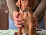 Magyar Vizsla korthåret hvalpe - 5