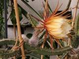 Selenicereus Grandiflorus