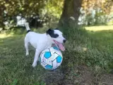 Jack Russell terrier hvalpe,... - 5