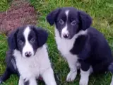 Border Collie Hvalpe - 2