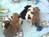 Yndige pomeranian-blandingshvalpe