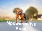 American Bully Pocket - 3