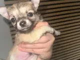 Chihuahua Hvalpe  - 5