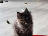 Mainecoon killing 