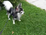 Chihuahua-han til avl