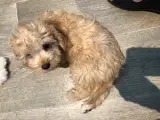 Cavapoo på 51261181. 