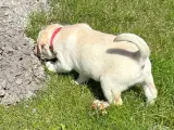 Labrador hvalpe - 5