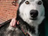 Siberian Husky/Alaskan Malamute/Schæfer hvalpe  - 5