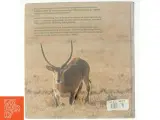 Safari i Afrika - 3