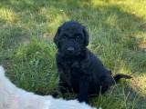 Labradoodle hvalpe rejseklare 15/6 - 4