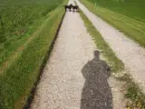 Jagthunde hvalpe af hønsehund og labrador - 3