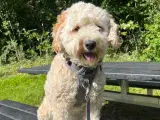 Cockapoo /  cockadoodel  - 3