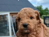 Super lækre Cockerpoo  - 3