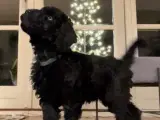 Cockerpoo