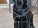 Labrador Formel 1 hanhund på 3 år - 2