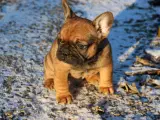 Fransk Bulldog 