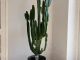 Western kaktus, Euphorbia accuriensis, 160 cm.