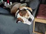 Engelsk bulldog 