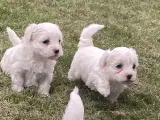 Coton de tulear og malteser hvalpe