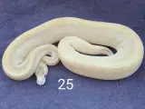 Pied kongepythons + lidt mere, nye priser  - 2