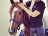 heste massage og andet