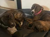 Staffordshire Bull terrier