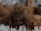 Cavapoo F1 B - 3