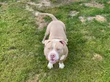 Pocket bully