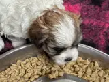 Bichon Havanais  - 3