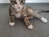 Gratis katte killinger - 3