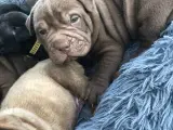 Old english bulldog x shar pei mix hvalpe  - 4