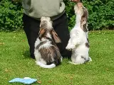 Petit basset hvalpe - 3