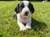 Dansk Svensk Gårdhunde hvalpe - 2