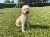 GOLDENLABRADOODLE - 5