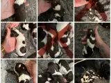 Springer/Kleiner Münsterländer hvalpe