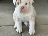 Old English Bulldog  - 4