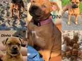Staffordshire Bull Terrier Hvalpe m. fin Stamtavle - 2