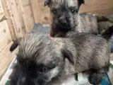 Cairn terrier hvalpe, ægte uden stambog - 3