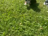 Shih tzu/bichon havanais - 3