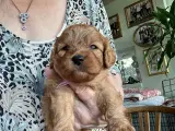 Cavapoo - 4