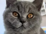 British Shorthair Killinger  - 5