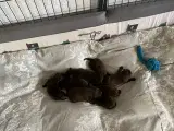 Brune labrador hvalpe  - 5
