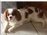  Cavalier/ franskbulldog. På 51261181.  - 5