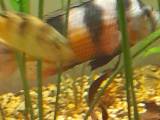 Astatotilapia Latifasciata 